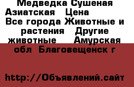 Медведка Сушеная Азиатская › Цена ­ 1 400 - Все города Животные и растения » Другие животные   . Амурская обл.,Благовещенск г.